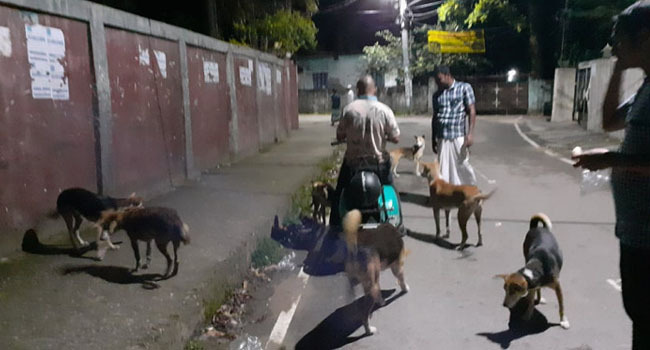dog dhaka street