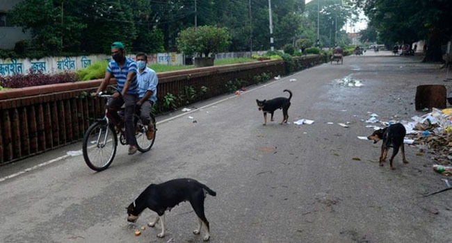 dog dhaka street1
