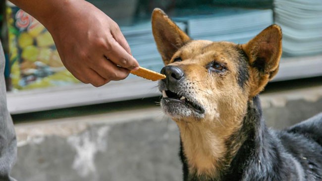 dog