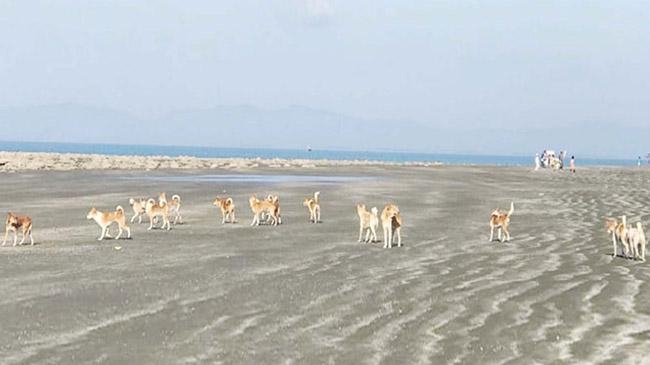 dogs in st martin