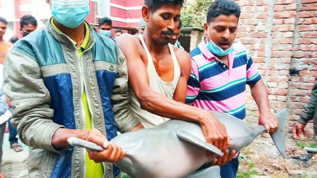 dolphin 20 kg manikgonj
