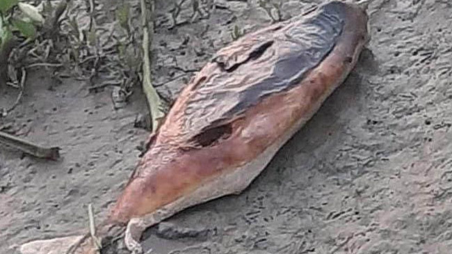 dolphin again in halda