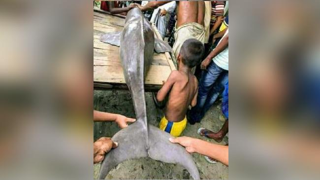 dolphin in manikgonj 2