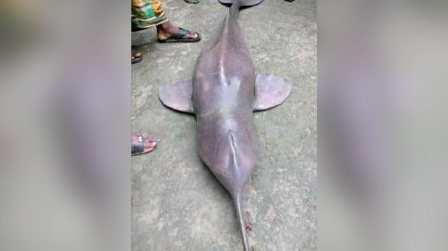 dolphin in manikgonj