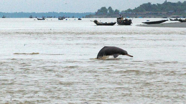 dolphine in sundorbanjpg
