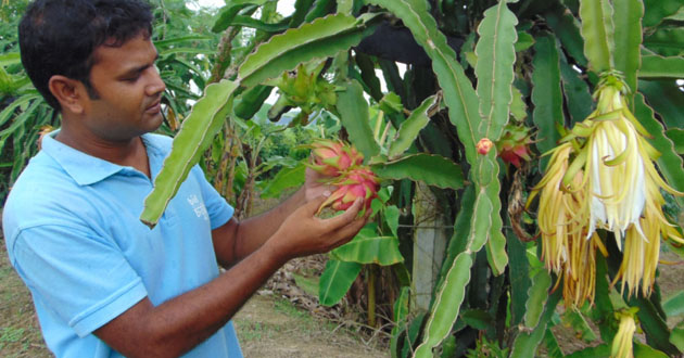 dragon farmer sohel rana