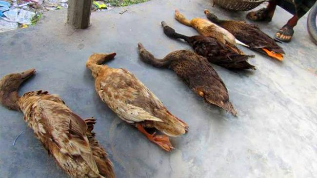 duck natore