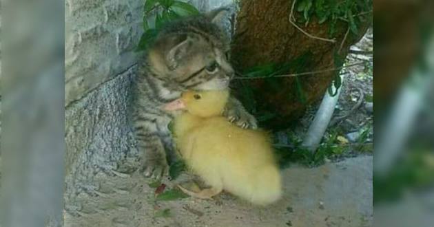 duck on the lap of a cat