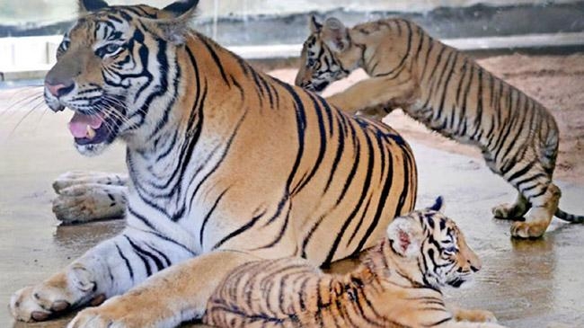 durjoy and abantika with mother