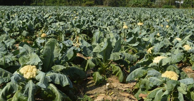 early cultivation of winter vegetables