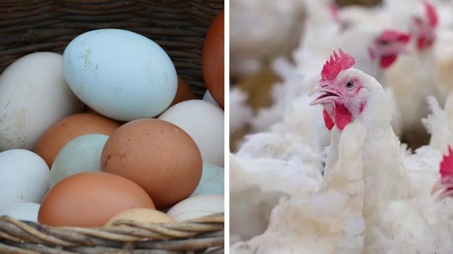 egg chicken