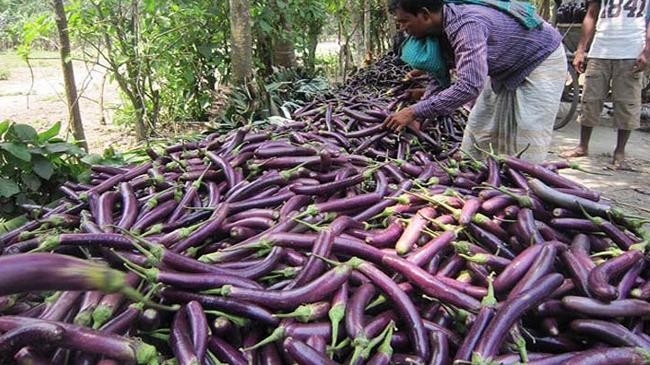 egg plant 2