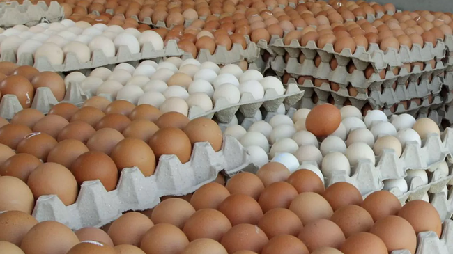 egg