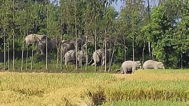 elephant attack
