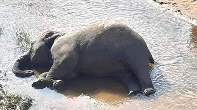 elephant found in waterfall