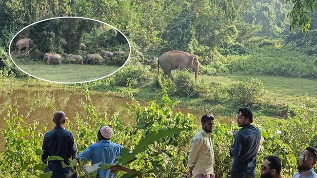 elephant man war on border 1