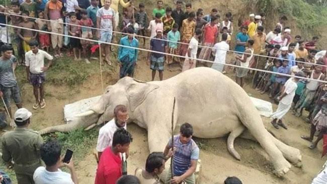 elephant passed away in teknaf 2