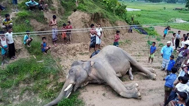 elephant passed away in teknaf