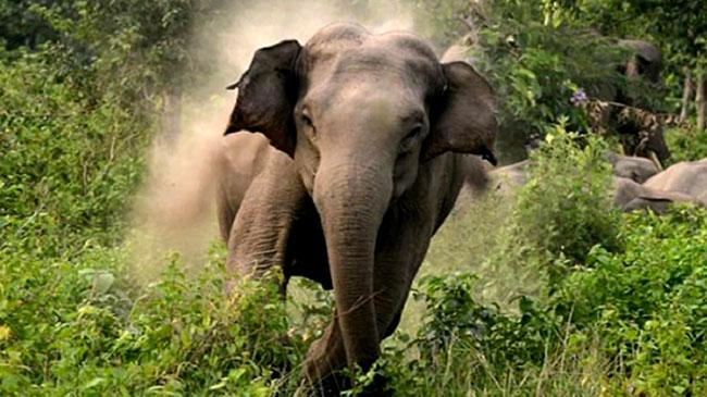 elephant rangamati