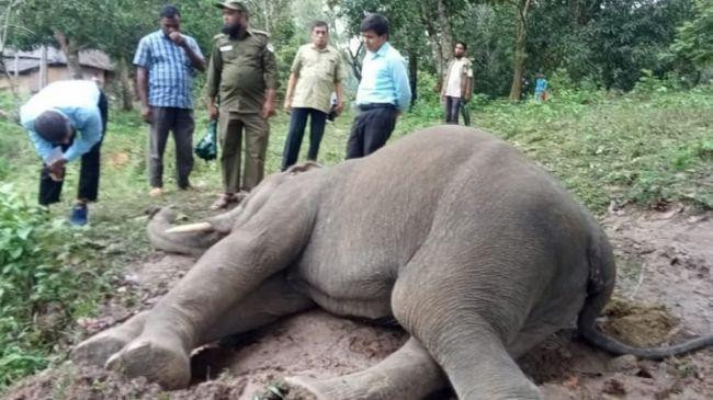 elephant 3