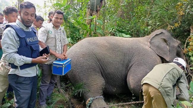 elephant 4
