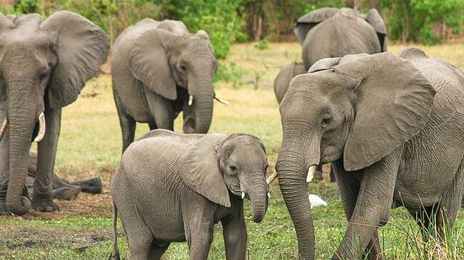 elephants