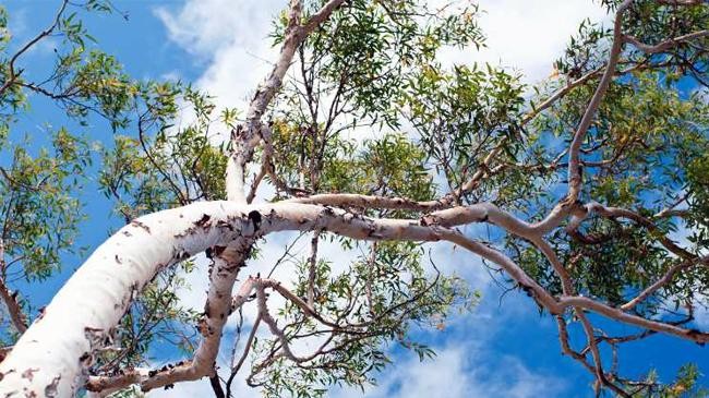 eucalyptus tree