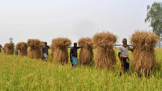 farmar sirajgonj