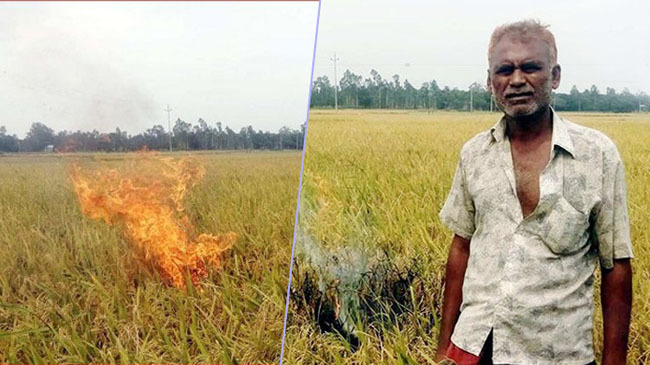 farmer tangail