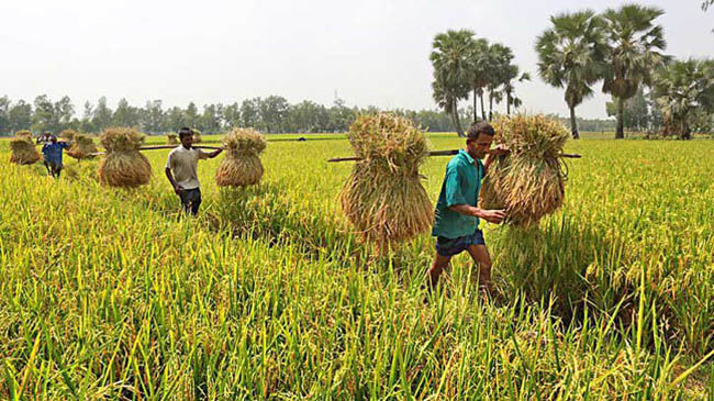 farmers rice 1