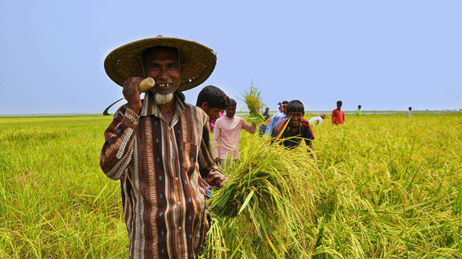 farmers rice