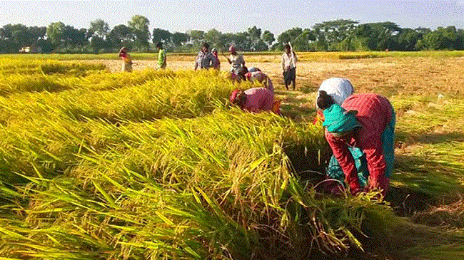 farmers with student ligue