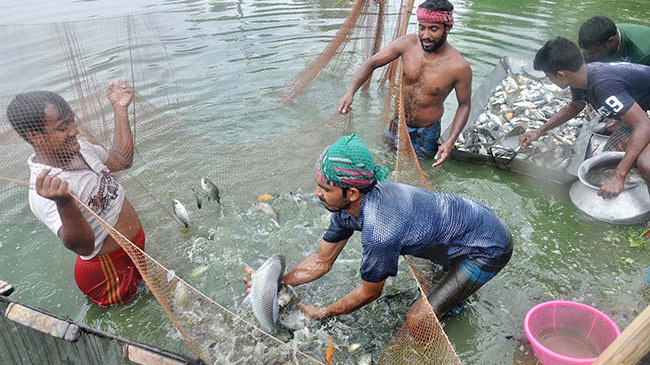 fhisheries catch fish