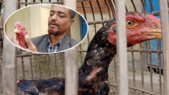 fighting cock 1