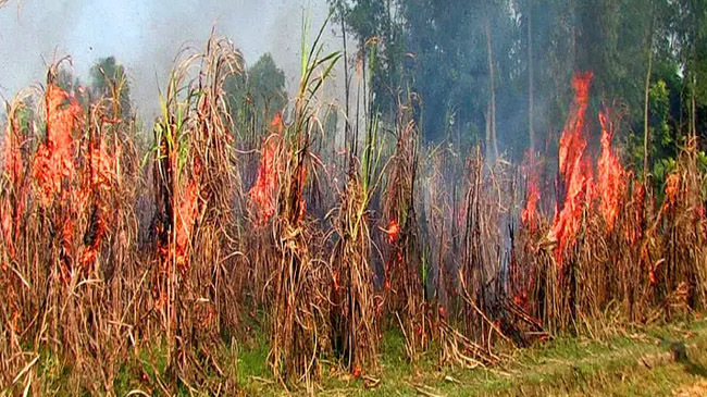 fire in sugarcane field
