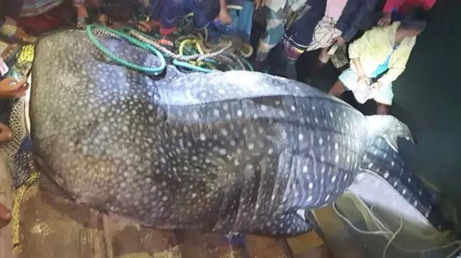 fish cought sea
