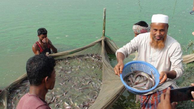 fish cultivate nibir