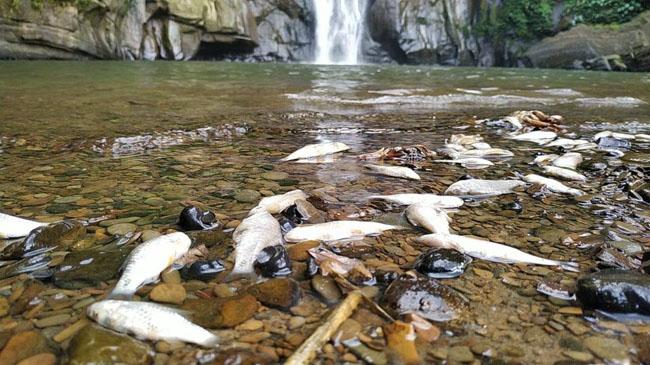 fish floting in madhabkunda