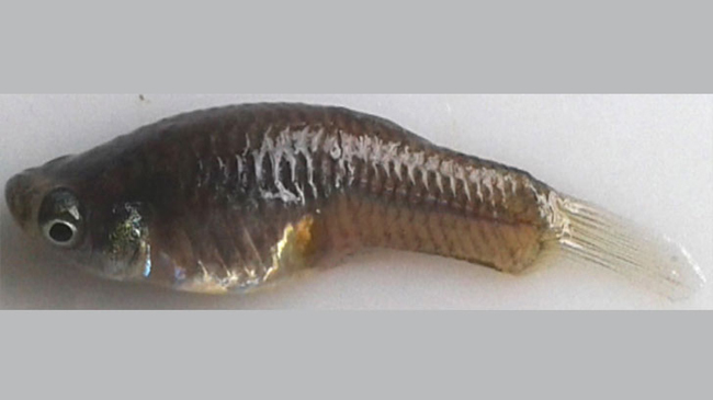 fish reduce dengu