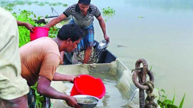 fishermen collect halda fish eggs 1
