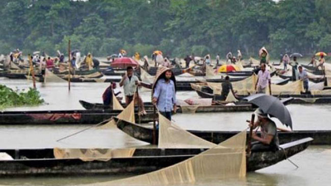 fishermen collect halda fish eggs