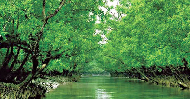 forest of sundarbans