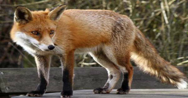 fox pic