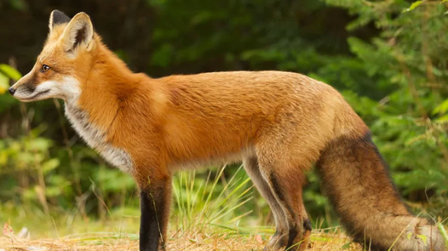 fox pic 1