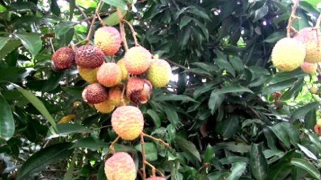 fruts lichu 1