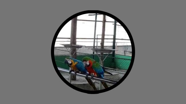 gazipur safari park macaws