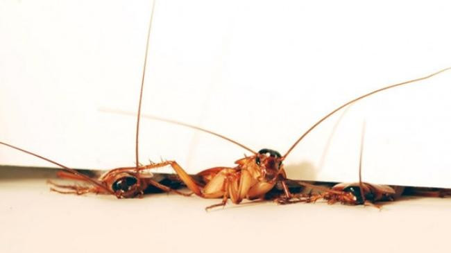 german cockroach