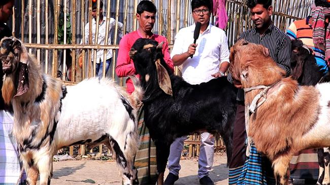 goat 120kg