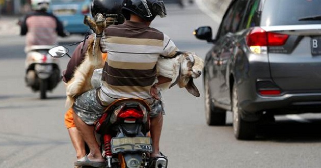 goat in motorcycle