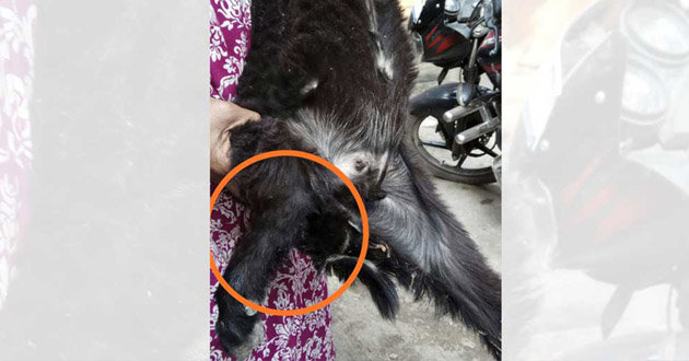 goat injured badly